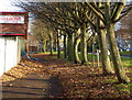 Trees along Dysart Way in Leicester