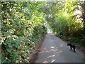 Lane to Waterloo Farm