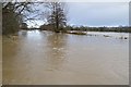 An Exceptionally High River Stour at Canford - Christmas Day 2013