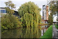 Weeping Willow, Grand Union Canal