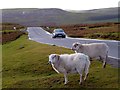 Motorist and Sheep, Rhymney and Bedwellty Common