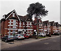 Monkey puzzle tree in Landguard Road, Southampton