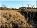 Dewley Burn east of Burnside Farm