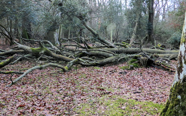 Storm damaged trees, New Forest