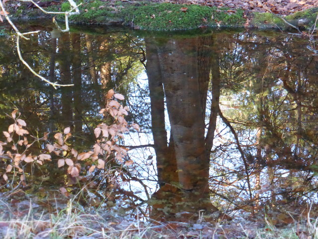 Reflections, The New Forest