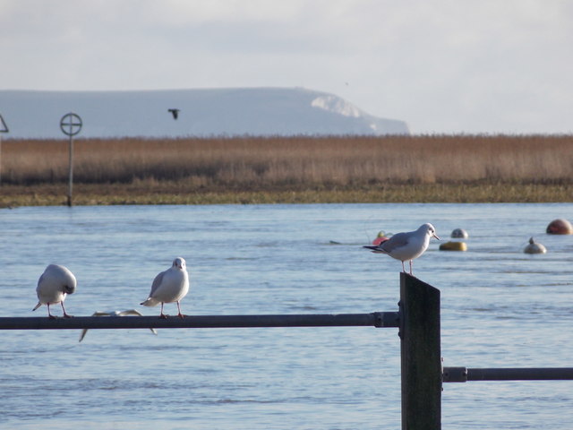 Christchurch: perching gulls and Isle of Wight view