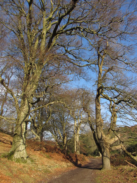 Path and trees in Margam Park