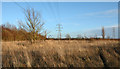 Reedbed with power lines