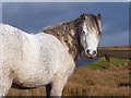 Horse on Rhymney and Bedwellty Common