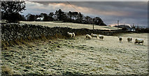 NX7767 : Frost and sheep by Hugh Close