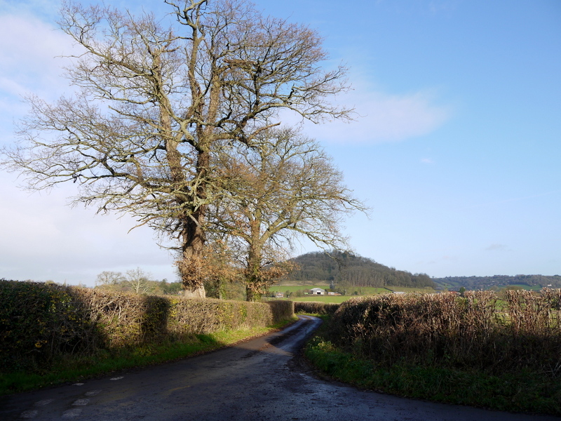 Oaks By Nupton Lane © Jonathan Billinger Cc-by-sa/2.0 :: Geograph ...