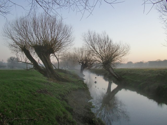 Pollard willows by Beverley Brook, Boxing Day 2013 (2)