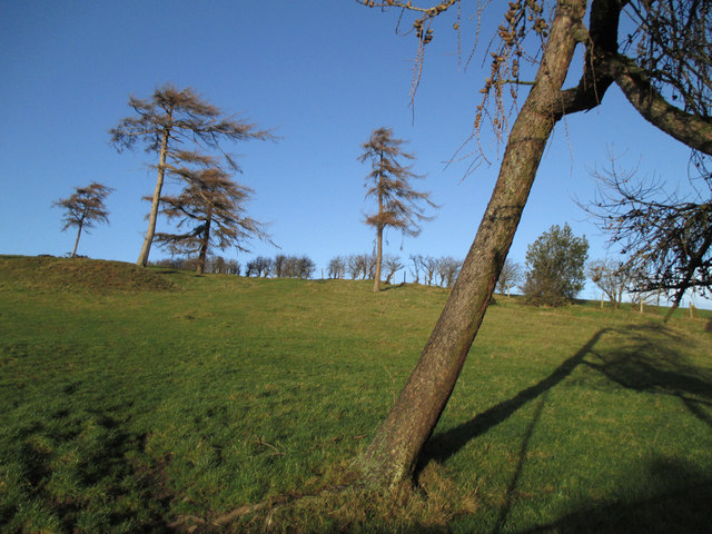 Leaning trees near Greenfields Farm