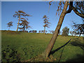 Leaning trees near Greenfields Farm