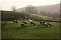 Sheep, Hebden