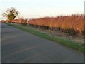 West-facing hedge glowing red in the low winter sun