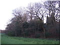 Woodland beside the A6120