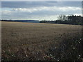 Farmland, Vicarage Farm