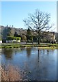 Aldbury village pond - lightly iced