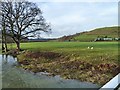 Grazing by the River Severn near Dolwen