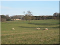 NY9374 : Farmland south of Swinburne Castle by Mike Quinn