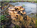 Fungi in the wet!