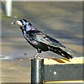 Rook, Sussex Square, Walcot East, Swindon