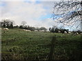 Sheep in rough grazing below Halhill Farm