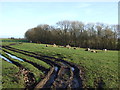 Grazing, Walkingham Hill