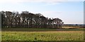 Nameless copse at Clareton