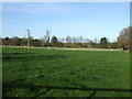 Grazing, Staveley