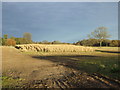 Farmland off Thorpe Green Lane