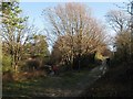 Bridleway Junction, Friston Forest