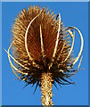 Teasel by the Kennet and Avon Canal, Padworth, Berkshire