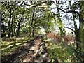 Path through Lands Wood