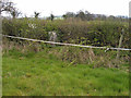 Hedge with trig point