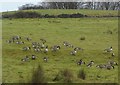 Canada Geese (Branta canadensis)