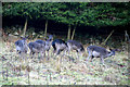 Fallow Deer (Dama dama), Hatton, near Dunkeld