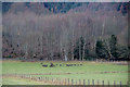 Deer beside birches, Dunkeld