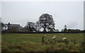 Grazing near Long Preston