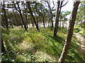 Sand dune encroachment near the caravan park