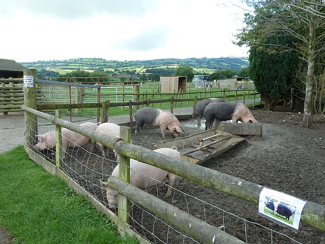 The Country Park has a large collection of pigs