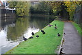 Waterfowl, Grand Union Canal