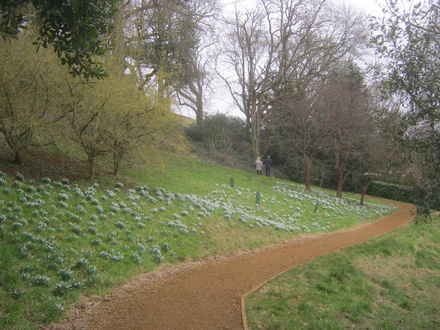 Snowdrops at Upton House