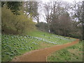 Snowdrops at Upton House