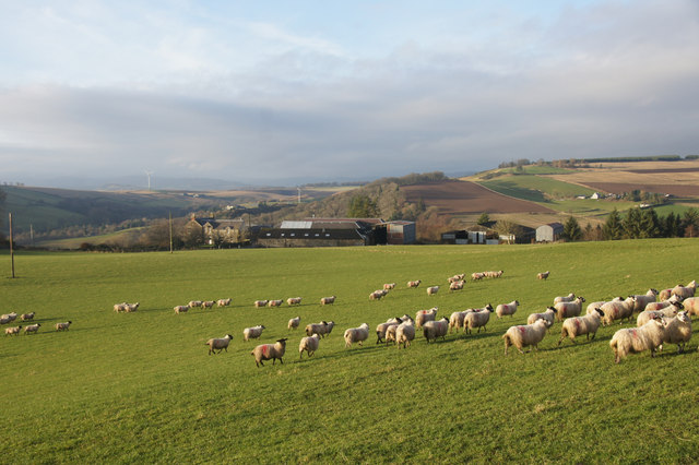 Sheep at Bonnington, near Rattray