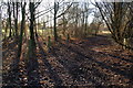 Path on the edge of Thetford