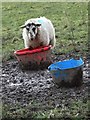 Sheep near Old May House (II)