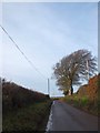 Windswept trees near Homeleigh