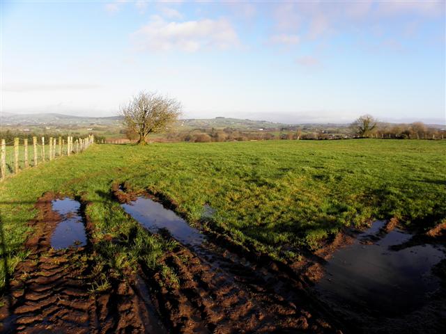 A muddy field, Bracky